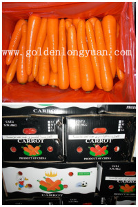 2017 New Crop Carrot with Good Shape