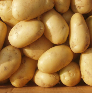 2017 New Crop Potato with Good Quality